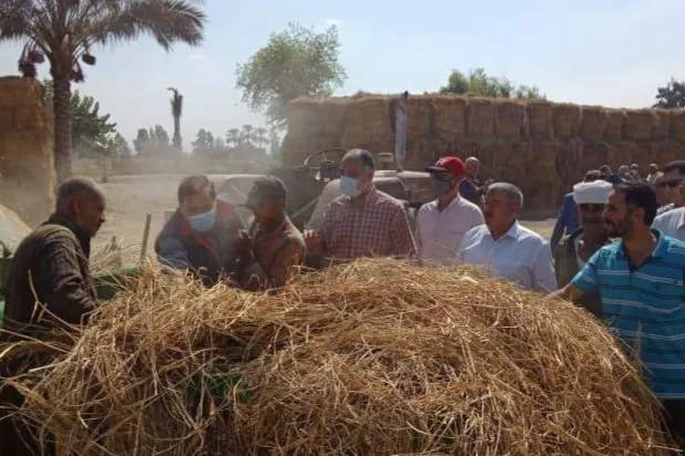 مصر تتوسع في زراعة القمح عبر تيسيرات جديدة لأصحاب الأراضي