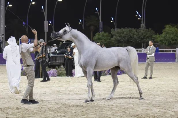 الرياض تحتضن بطولة جمال الخيل العربية للإنتاج المحلي