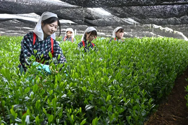 يُحضَّر الماتشا من أوراق نبات الكاميليا سينينسيس وهو النبات نفسه الذي يُنتَج منه الشاي الأسود والأولونغ (رويترز)