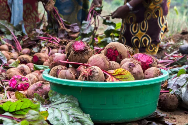 عصير الشمندر يُخفّض ضغط الدم لدى من تبلغ أعمارهم 60 عاماً فأكثر (رويترز)