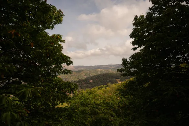 لقطة عامة لغابة بالقرب من مالقة بجنوب إسبانيا (أ.ف.ب)