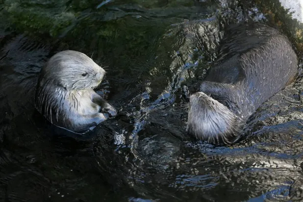 A pair of sea otters swim at the Monterey Bay Aquarium in Monterey, Calif., March 26, 2018. (AP) 