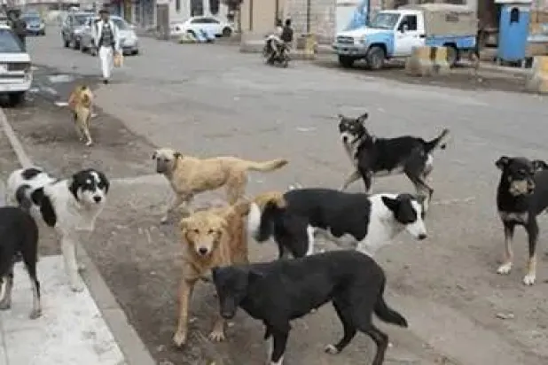 تجمعات كبيرة للكلاب في أحياء وشوارع صنعاء تثير فزع السكان (فيسبوك)