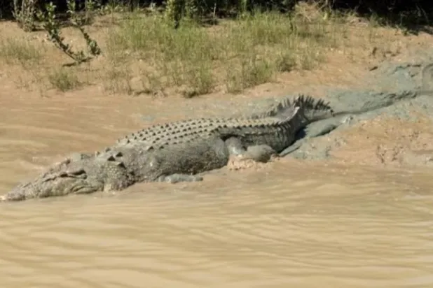 A crocodile moves from the riverbank into the waters of the Adelaide River in Wak Wak, Northern Territory, Australia, July 19, 2024, in this screengrab obtained from a Reuters video. REUTERS/Stefica Nicol Bikes/File Photo