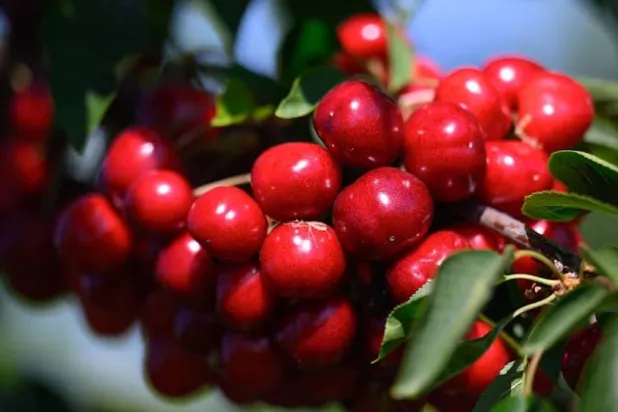 حبات من الكرز في برلين (أرشيفية-د.ب.أ)