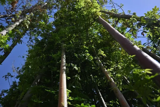 The initiative is part of the broader Saudi Green Initiative to enhance vegetation cover and promote environmental sustainability - SPA