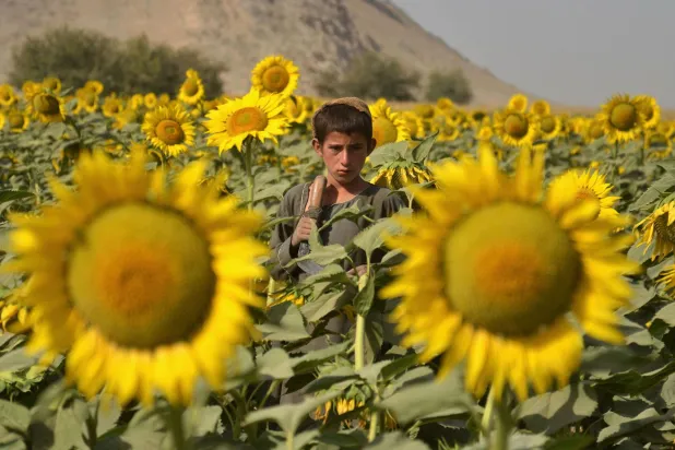 طفل أفغاني يقف في حقل دوار الشمس بولاية قندهار (أ.ف.ب)