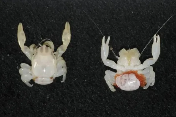 The new species of porcelain crab was found more than 100m below the ocean's surface. (CSIRO/Cindy Bessey) 