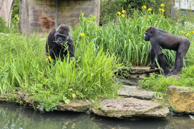 الهدوء ليس حزناً... إنه طمأنينة (جمعية بريستول لعلم الحيوان)
