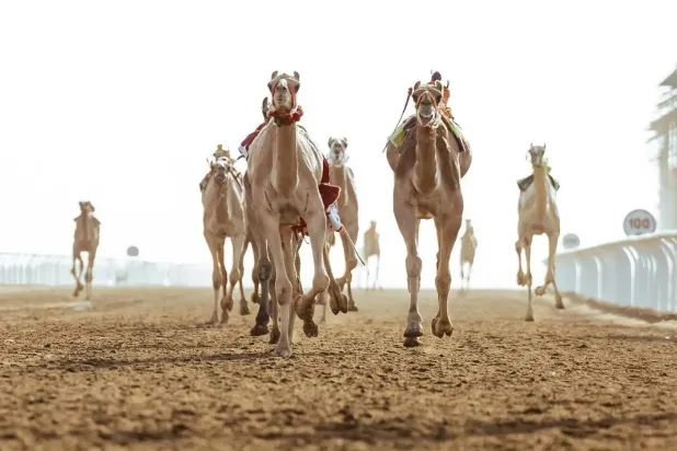 كأس العرب للهجن ستقام في ميدان الشيخ زايد بن سلطان للهجن في وادي رم بالأردن (واس)
