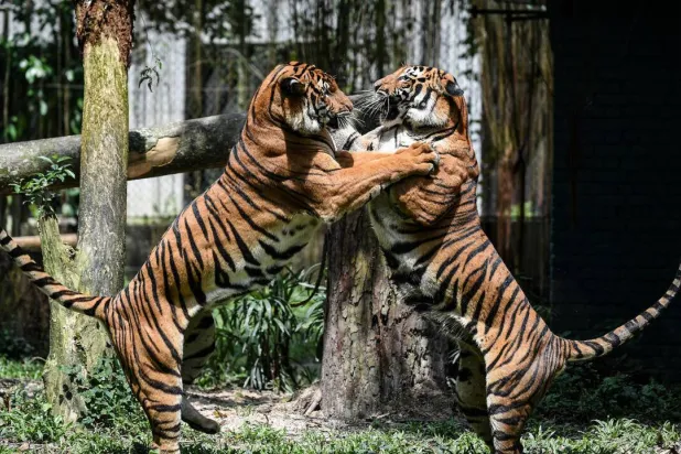 Malaysian experts and officials admit that resources fall far short of what is needed to protect the country's famed big cat, listed as critically endangered. MOHD RASFAN / AFP/File
