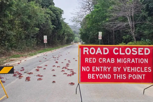 In this image supplied by Parks Australia, red crabs cross a road during their annual migration on Christmas Island, Australia in October 2025. (Parks Australia via AP)