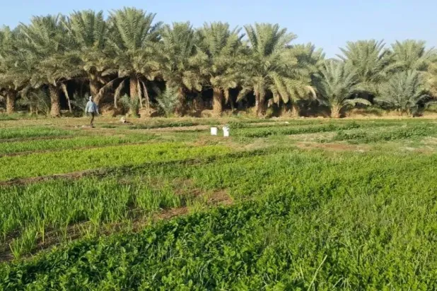 مزرعة للخضروات في السعودية (واس)