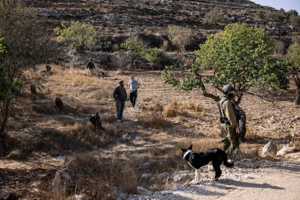 مستوطنون وجنود إسرائيليون يقفون في حقل بينما يُمنع المزارعون الفلسطينيون من قطف الزيتون في قرية سعير قرب مدينة الخليل في الضفة الغربية أمس (أ.ف.ب)
