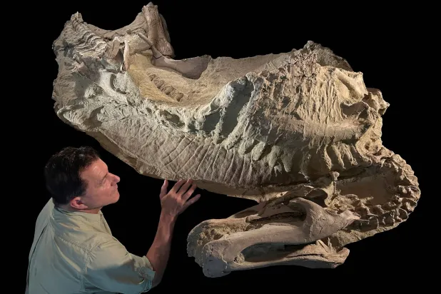 عالم حفريات يفحص مومياء متحجرة لديناصور في مختبر بشيكاغو الأميركية (رويترز)