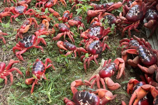 موكب طبيعي مذهل (أ.ب)