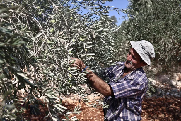 فلسطيني يقطف حبات الزيتون في بلدة بيرزيت بشمال رام الله بالضفة الغربية الخميس (أ.ف.ب)
