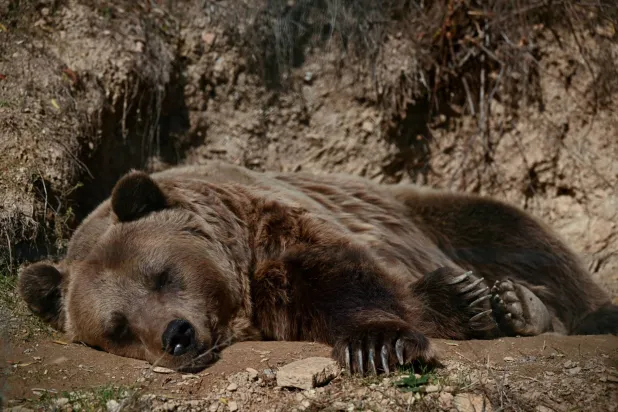 A brown bear rests in its enclosure at the Bear Sanctuary near Pristina on October 23, 2025. (Photo by Armend NIMANI / AFP)