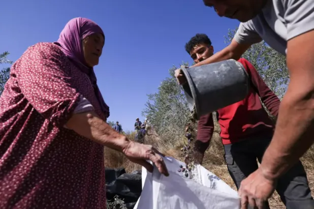 Palestinians harvest olives in the occupied West Bank village of Turmus Ayya © Hazem BADER / AFP

