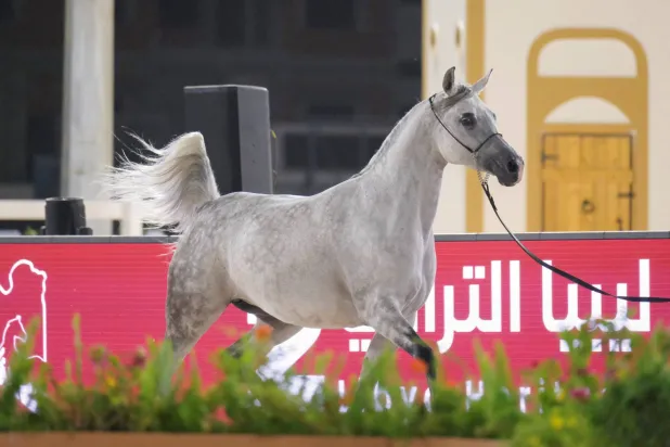 استضافت مدينة بنغازي الليبية بطولة الوطن لجمال الخيل العربية (رويترز)