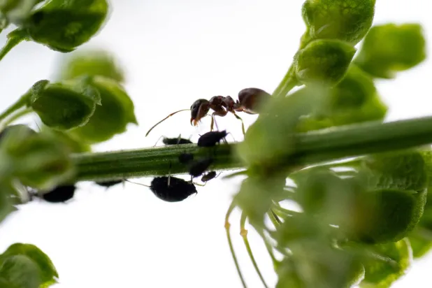 شيفرة النجاة أتقنها النمل قبل البشر (د.ب.أ)