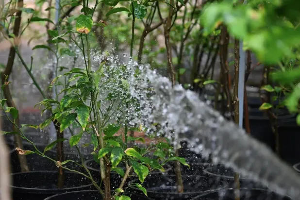 Najran Region led all regions with nearly 6 million seedlings planted, followed by Aseer Region with 4.5 million seedlings - SPA