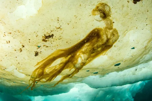 علماء في حيرة بعد اكتشاف حياة «مستحيلة» تحت القطب الشمالي (غيتي)