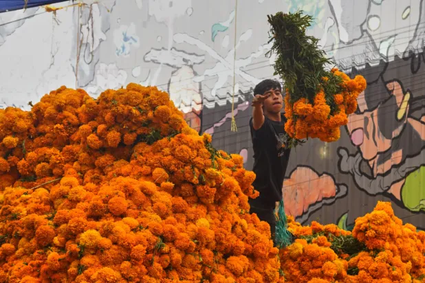 A worker unloads marigold flowers, known as cempasuchil, used during Day of the Dead celebrations, at the Jamaica flower market in Mexico City, Monday, Oct. 27, 2025. (AP Photo/Jon Orbach)
