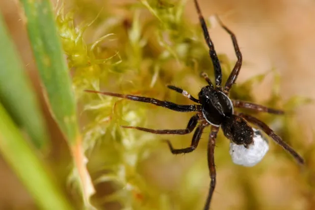 الطبيعة لا تنسى أبناءها (فيسبوك)