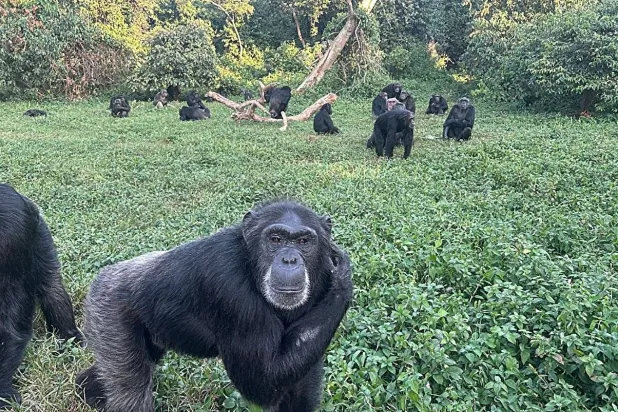 التجارب أجريت في محمية نغامبا للشمبانزي في أوغندا (جامعة كاليفورنيا)