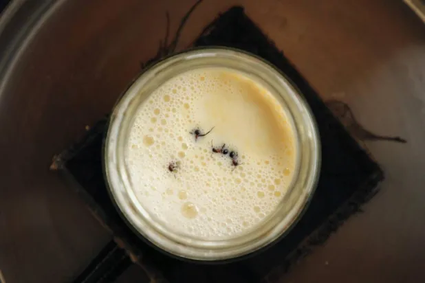 Geleneksel tarifte, ılık süte 4 kırmızı orman karıncası eklenerek mayalanmaya bırakılıyor (David Zilber)