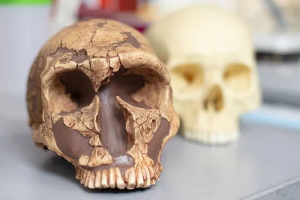 Hem Neandertal (solda) hem de modern insan (sağda) kalıntılarında kurşun izleri bulundu ancak bu zehirli metal, Neandertallerin dil gelişimini ciddi şekilde engellemiş olabilir (Kyle Dykes/Kaliforniya Üniversitesi)