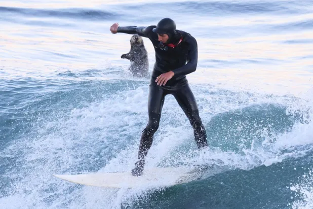 Uzmanlar hayvanların doğal yaşam alanlarının daralmasının böyle olaylara yol açabileceğini söylüyor (Shmuel Thaler/The Santa Cruz Sentinel/AP)