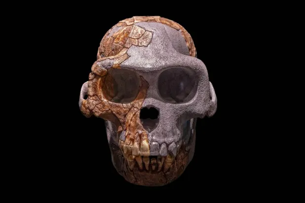 Ardipithecus ramidus, son 30 yıldır bilim insanlarının kafasını karıştırıyordu (Royal Tyrrell Müzesi)