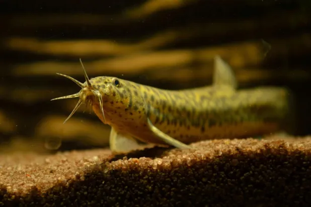 Misgurnus anguillicaudatus gibi bazı balıklar bağısakları aracılığıyla nefes alabiliyor (Wikimedia Commons)