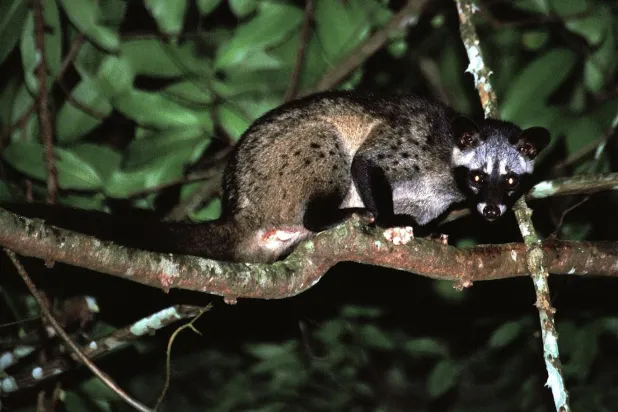 Hindistan'dan Endonezya'ya kadar çeşitli yerlerde yaşayan küçük, meyve seven, gececil Asya misk kedisi, dışkılarıyla tohum dağıtarak ormanların yenilenmesine katkı sağlıyor