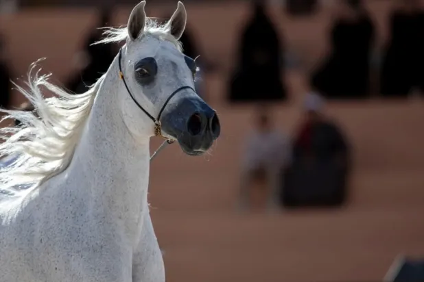 The competition will begin with qualifying rounds on the first two days to determine the top three finishers in each category - SPA