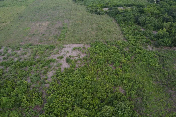 إزالة الغابات عالمياً زادت بنسبة 4 في المائة العام الماضي (أ.ف.ب)