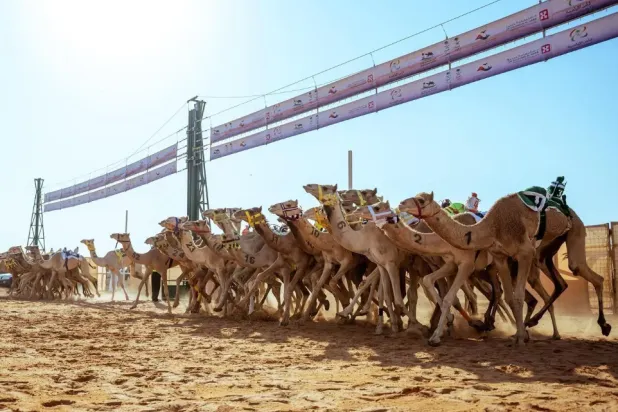 The Saudi Camel Sports has allocated more than SAR10 million in prizes for the owners of winning camels across various races - SPA