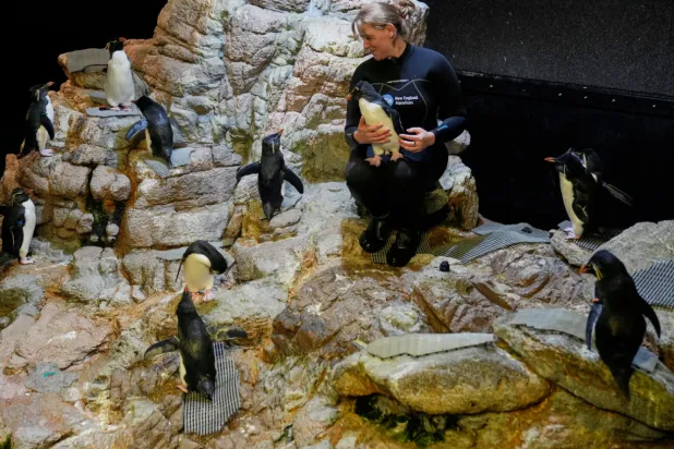 Senior penguin trainer Mia Luzietti sits with southern rockhopper penguins at the New England Aquarium in Boston, on Wednesday, Oct. 29, 2025. (AP Photo/Robert F. Bukaty)

