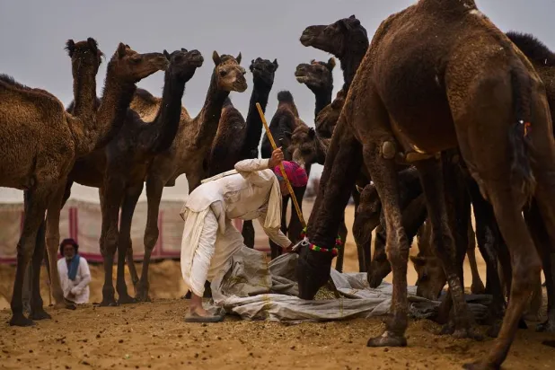 A camel herder feeds his camels at the annual cattle fair in Pushkar, in the western Indian state of Rajasthan, Monday, Oct. 27, 2025. (AP)