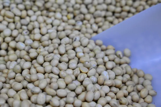 تُظهر هذه الصورة منتَج فول الصويا المحلي الفاخر من مقاطعة جيانغسو الصينية (أ.ف.ب)