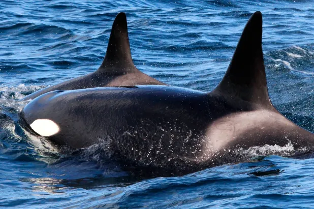 تُعيد كتابة قواعد الصيد تحت السطح (شاترستوك)