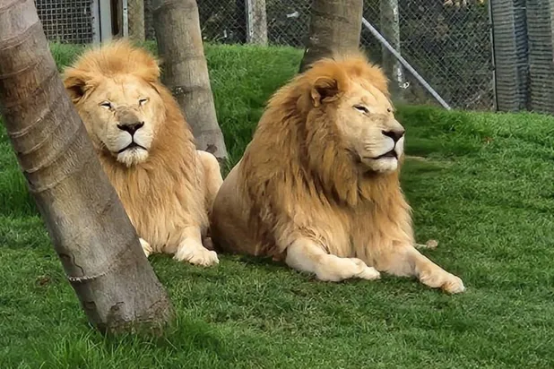 صورة لبعض الأسود في محمية كامو للحياة البرية (حسابها الرسمي - «فيسبوك»)