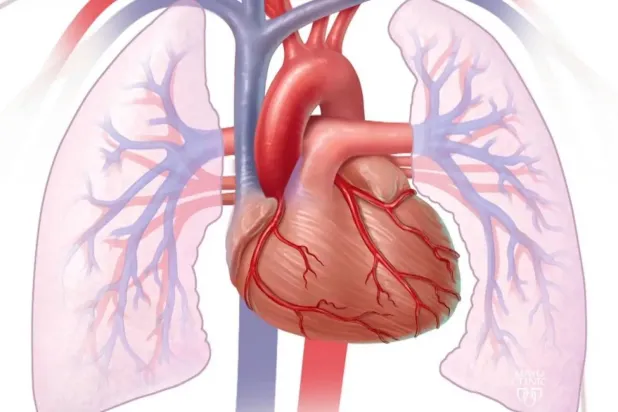 الأزمات القلبية تُعد أحد أبرز أسباب فشل القلب المزمن (مايو كلينك)