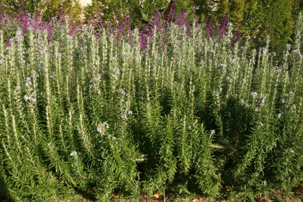 إكليل الجبل يحتوي على مركب طبيعي يسرّع شفاء الجروح (جامعة ويسكونسن-ماديسون)