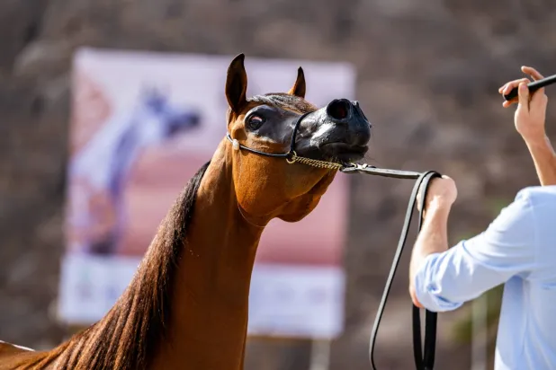 تقام البطولة بنسختها الرابعة في مدينة حائل (الشرق الأوسط) 