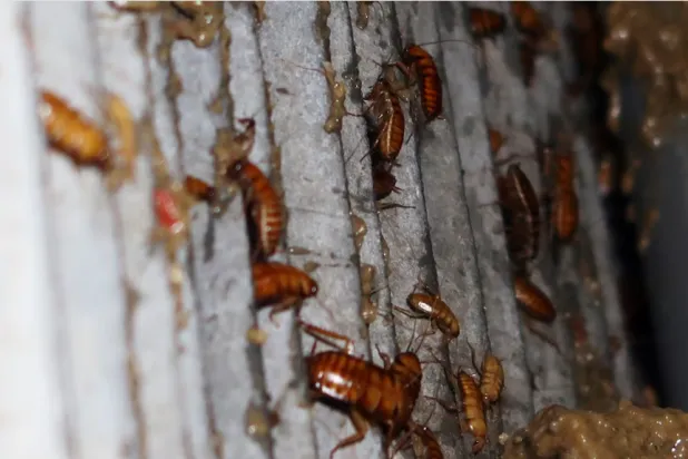 الصراصير لا تعض البشر عادةً حيث انها لا تتغذى على دم الإنسان (رويترز)