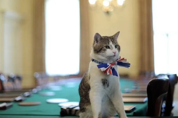 نظرة ثابتة اعتادتها عدسات الكاميرات (ويكيبيديا)