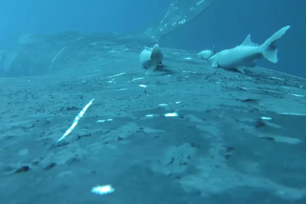 In this image made from video remora fish ride a humpback whale off the coast of south-east Queensland, Australia, on June 15, 2024. (Olaf Meynecke/Whales and Climate Program via AP)